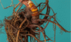 Supplements for Menopause: Natural Aids for Your Wellbeing