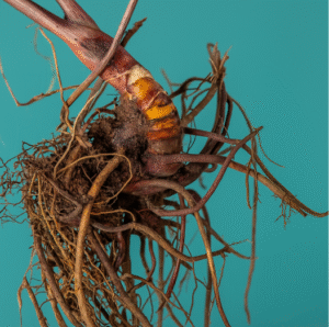 Supplements for Menopause: Natural Aids for Your Wellbeing