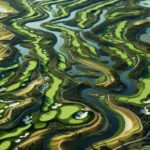 Bellville Golf Club: A Premier Golfing Destination