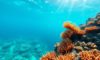 Snorkeling the Belize Barrier Reef: Top Spots and Marine Life
