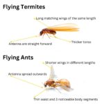 Flying Termites: Their Significance and How to Respond