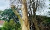 Spotted Gum Tree Lightning Strike in Adamstown Heights: Insights