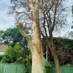 Spotted Gum Tree Lightning Strike in Adamstown Heights: Insights