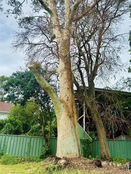 Spotted Gum Tree Lightning Strike in Adamstown Heights: Insights