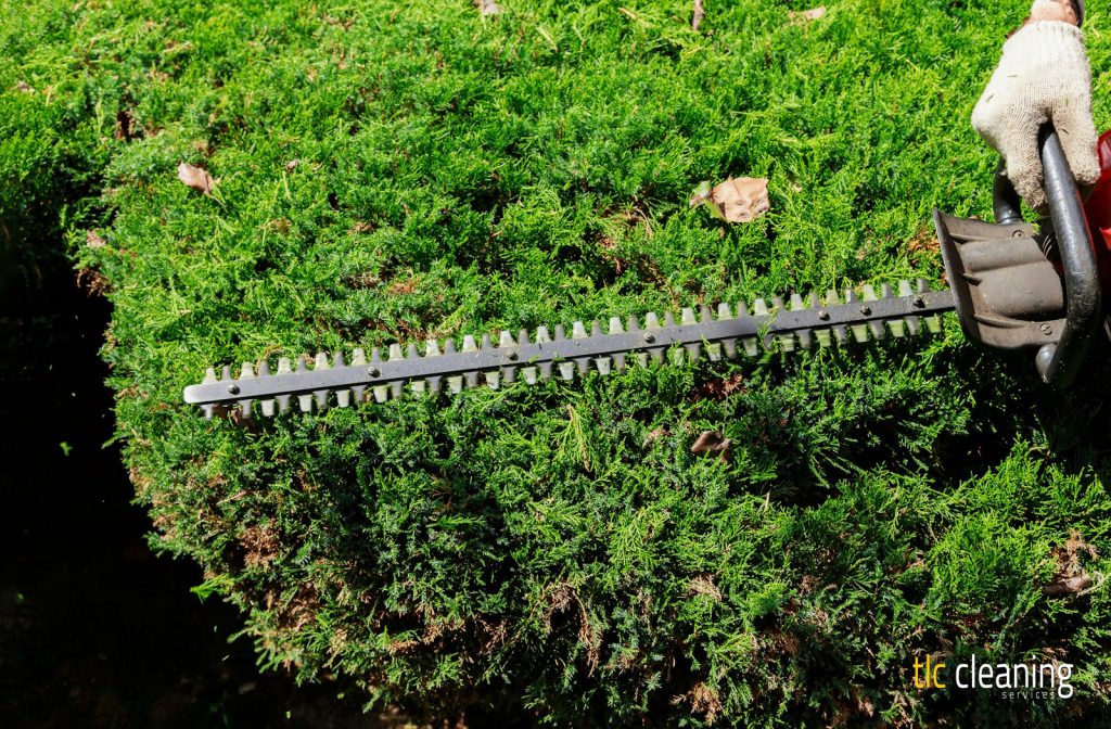 Hedge Trimming Best Practices for Marston Magna