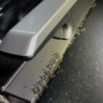 Ant Infestation Solutions for Your Schofields Car
