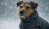 Weather-Resistant Pet Gear: Essential Must-Haves for Your Furry Friend
