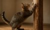 Effective Scratching Post Use: Tips for Teaching Cats