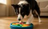 Border Collie Mental Stimulation Ideas for a Happy Dog