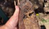 Clay Soil’s Impact on Caboolture Pipes Exposed