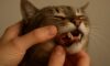 Teeth Brushing Kits for Cats: Vital Tips for Oral Care
